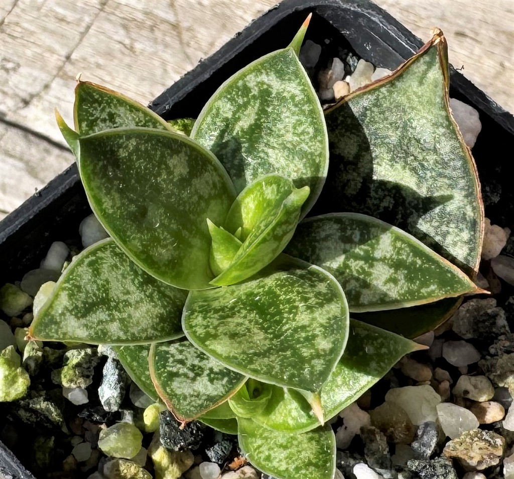 SH27243 Sansevieria ‘Margarita’