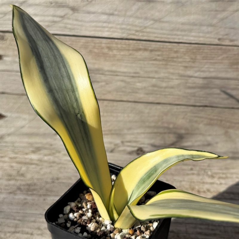 SH27251 Sansevieria 'Splash'