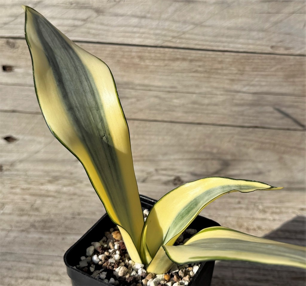 SH27251 Sansevieria 'Splash'