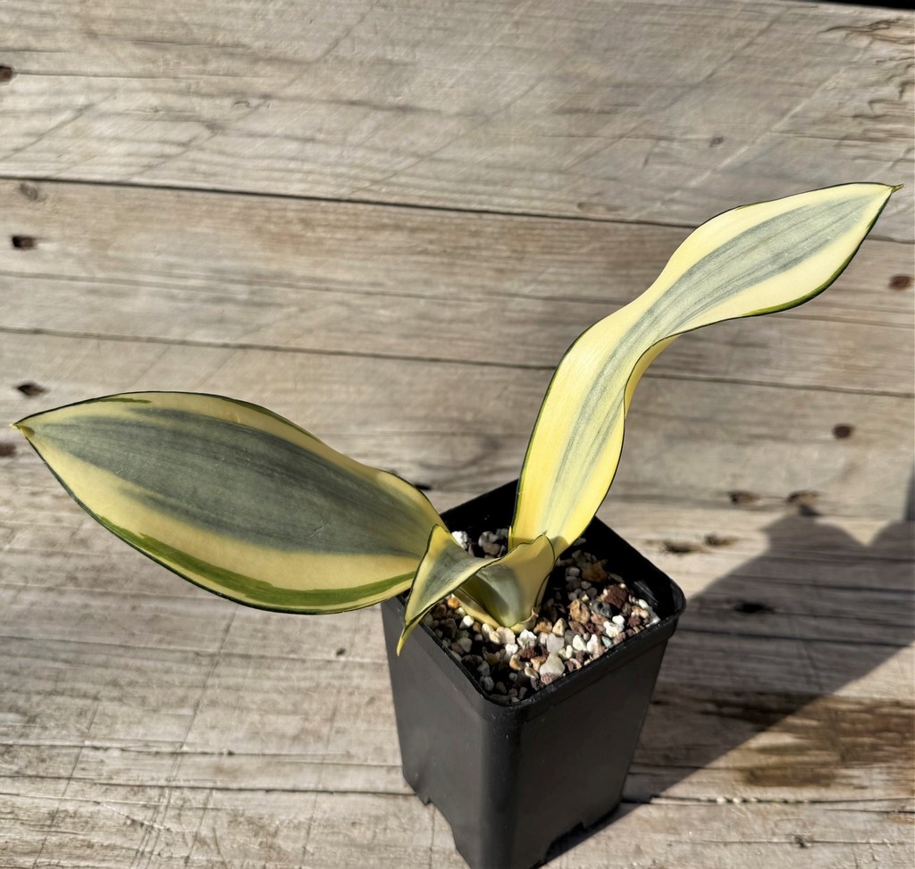 SH27251 Sansevieria 'Splash' - Image 2