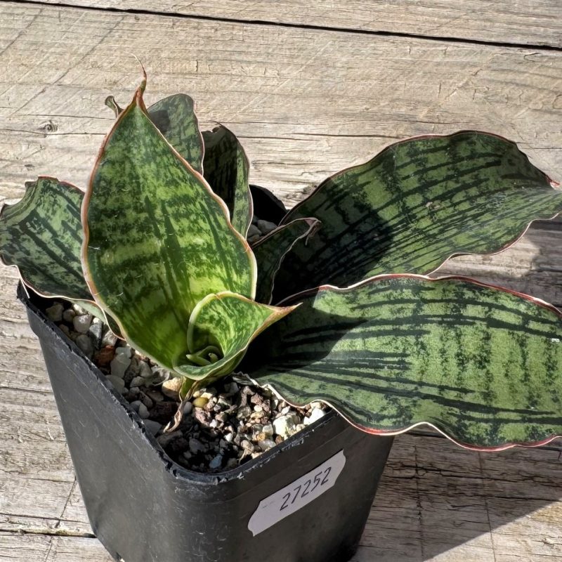 SH27252 Sansevieria 'Cleopatra'
