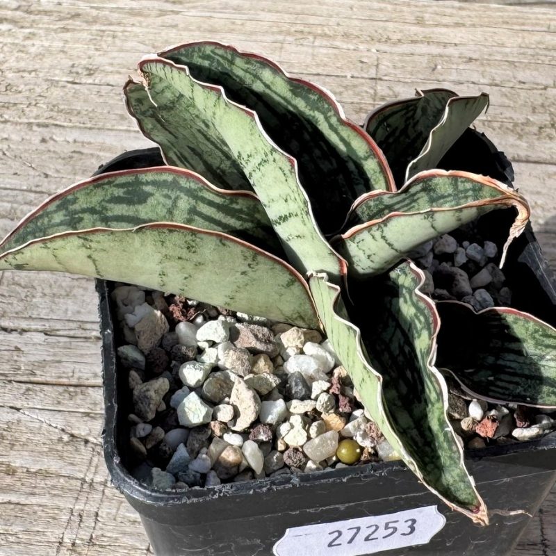 SH27253 Sansevieria 'Cleopatra'
