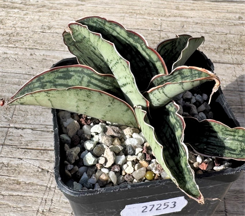 SH27253 Sansevieria 'Cleopatra'
