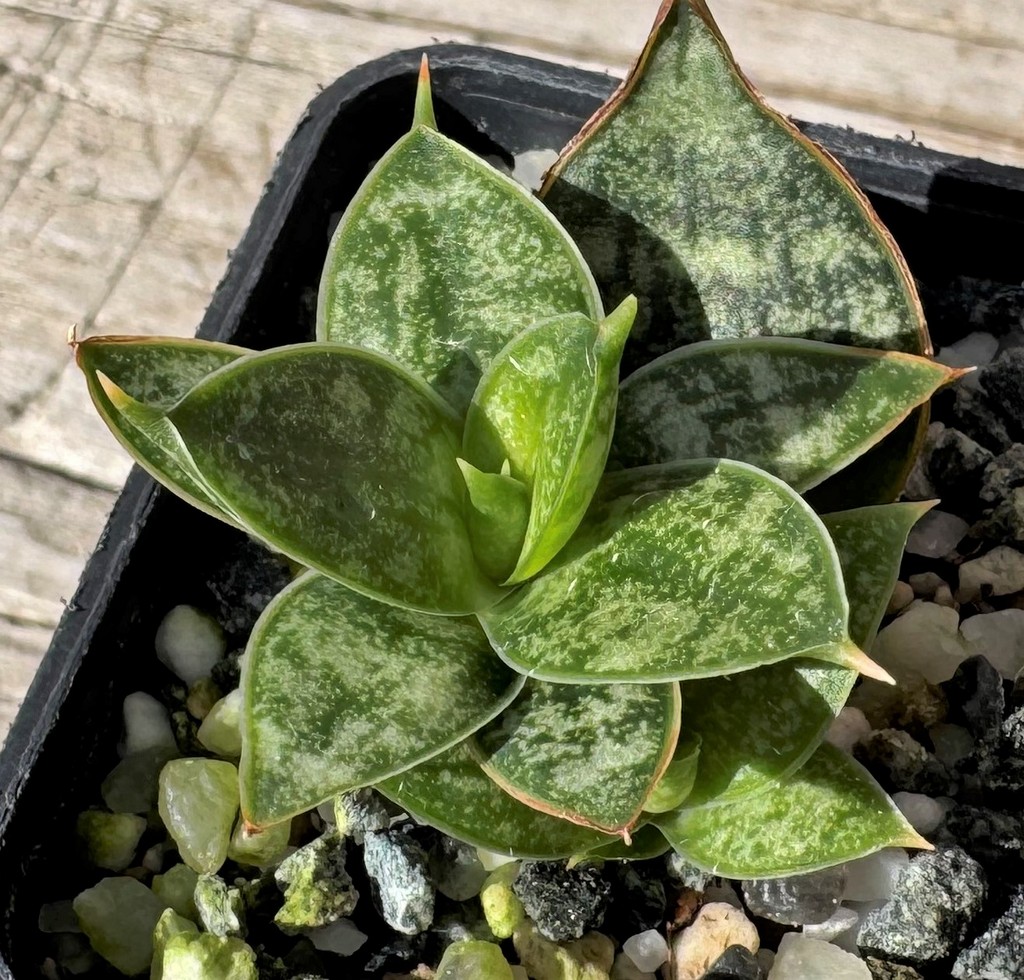 SH27243 Sansevieria ‘Margarita’ - Image 2