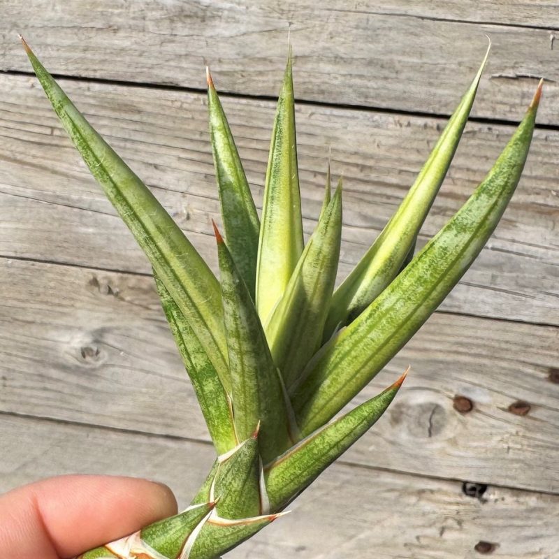 SH27263 Sansevieria ‘Francisii’ f. variegata, cuted