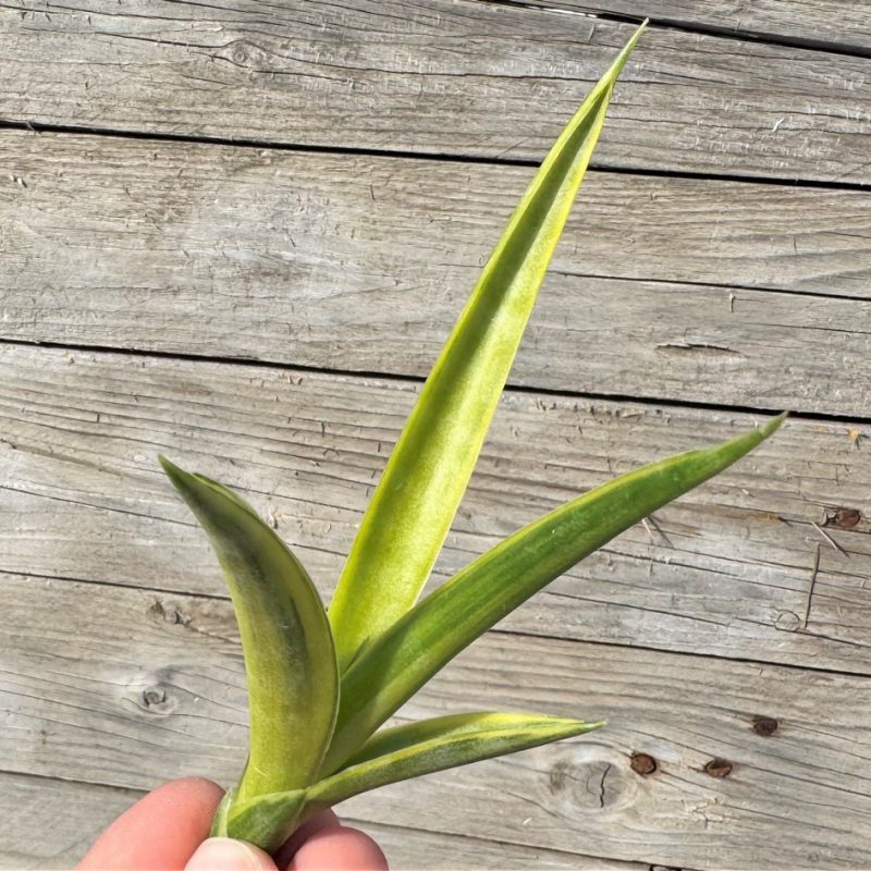SH27264 Sansevieria gracillima f. variegata, cuted