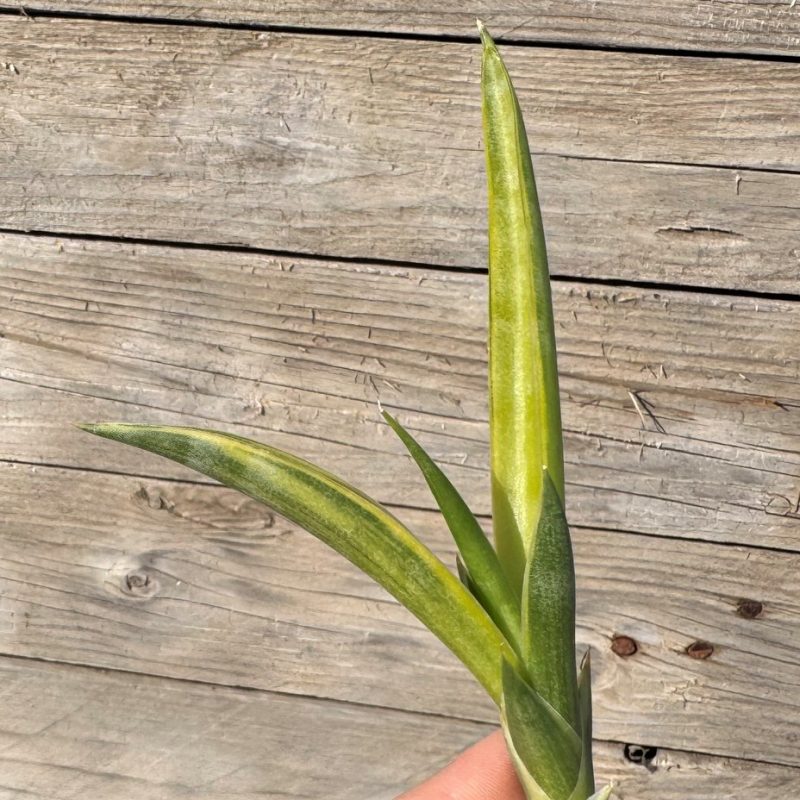 SH27266 Sansevieria gracillima f. variegata, cuted