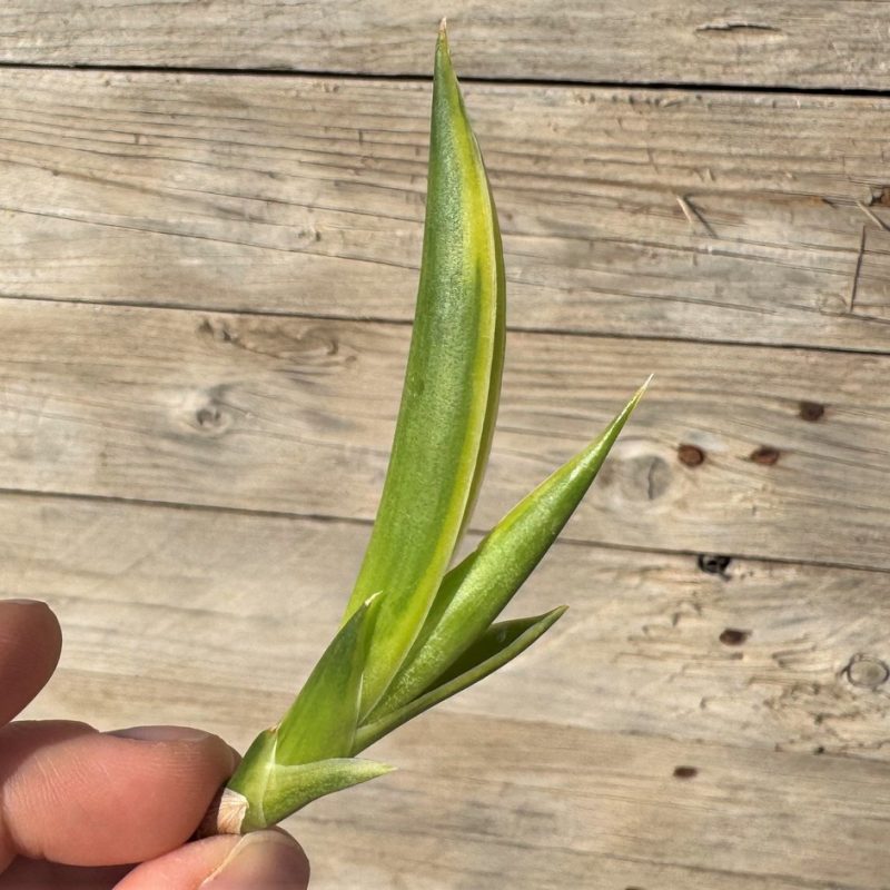 SH27267 Sansevieria gracillima f. variegata, cuted