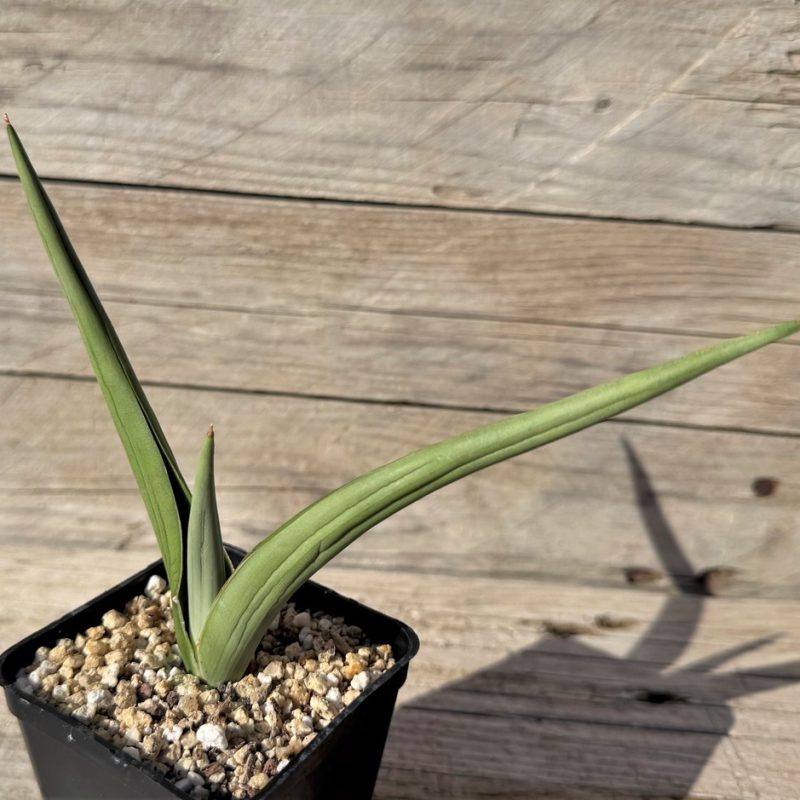 SH27268 Sansevieria hybrid ‘Chanin’