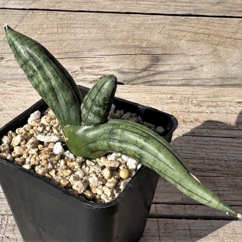 SH27269 Sansevieria ‘Meedee’