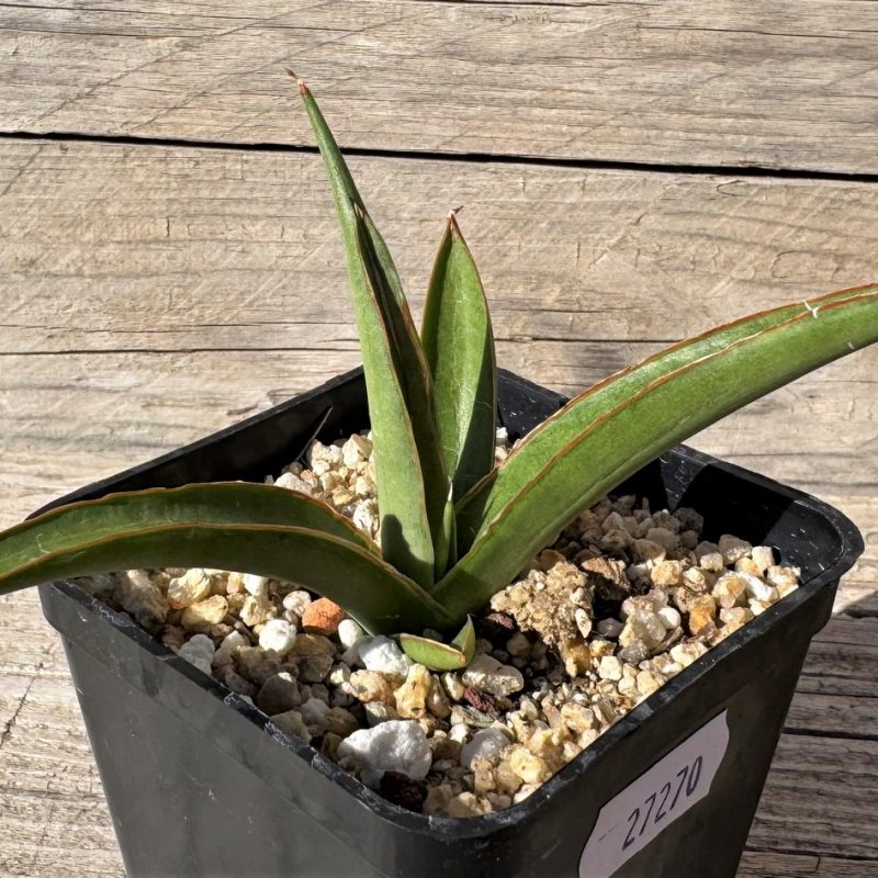 SH27270 Sansevieria ‘Chao Phraya’