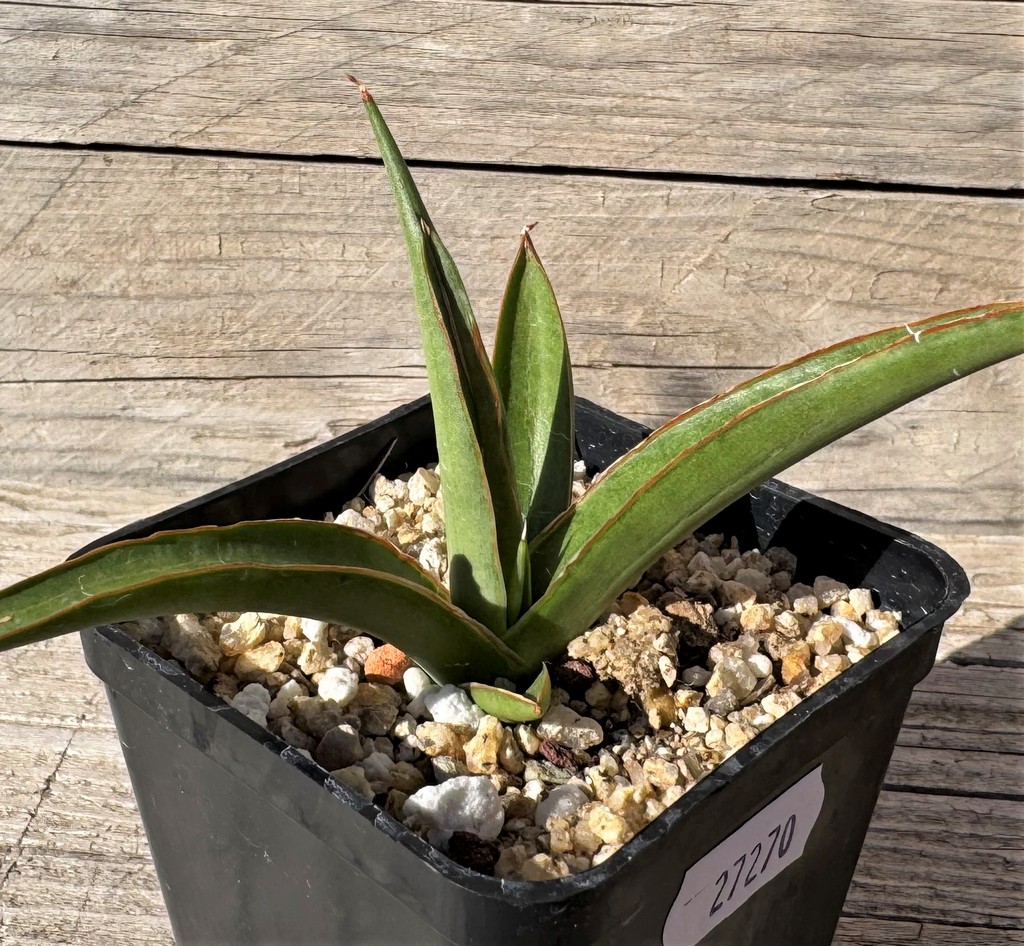 SH27270 Sansevieria ‘Chao Phraya’