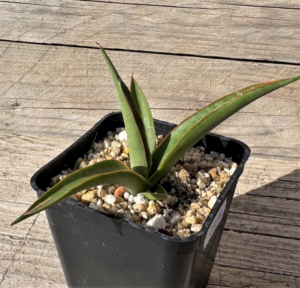 SH27270 Sansevieria ‘Chao Phraya’ - Image 2