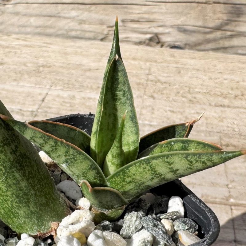 SH27244 Sansevieria ‘Rockman’