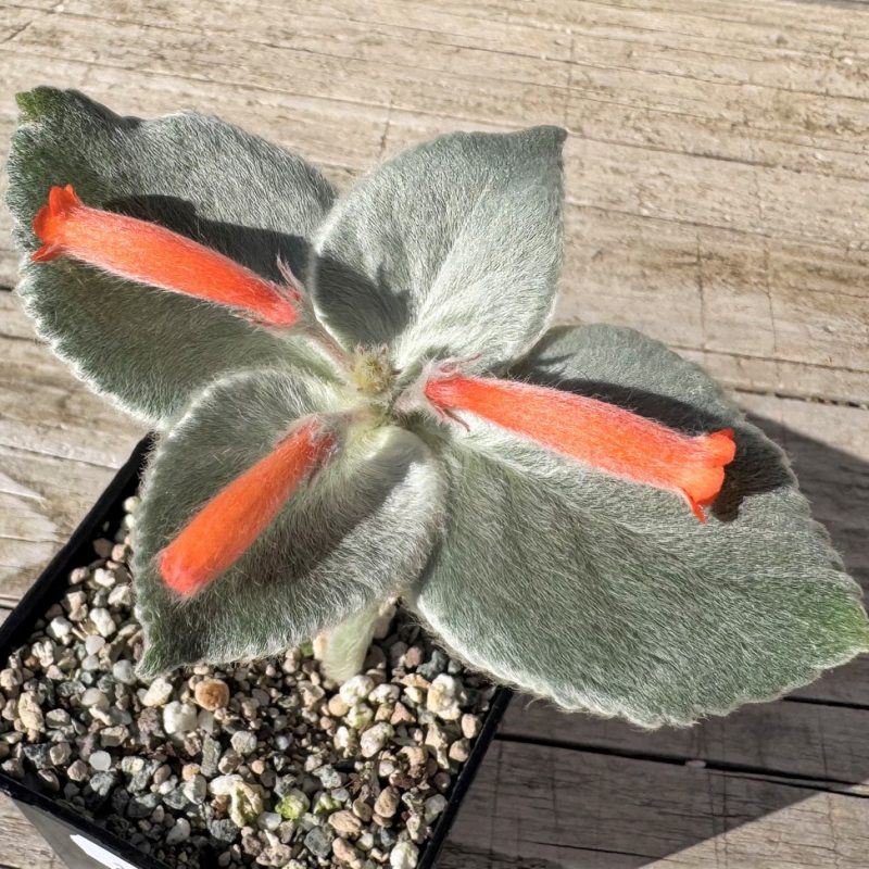 SH27272 Sinningia leucotricha