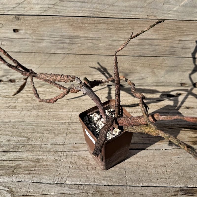 SH27271 Euphorbia platyclada