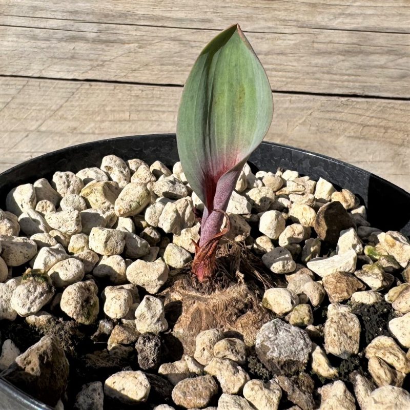 SH27273 Eriospermum aff. mackenii ES22864