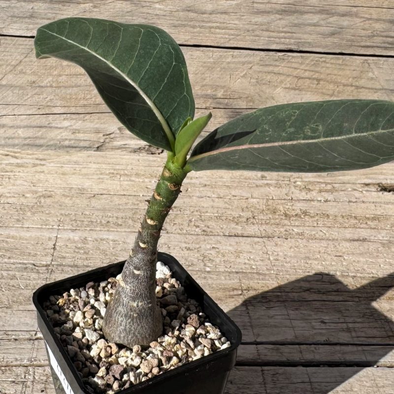 SH27274 Adenium arabicum ‘Black Body’