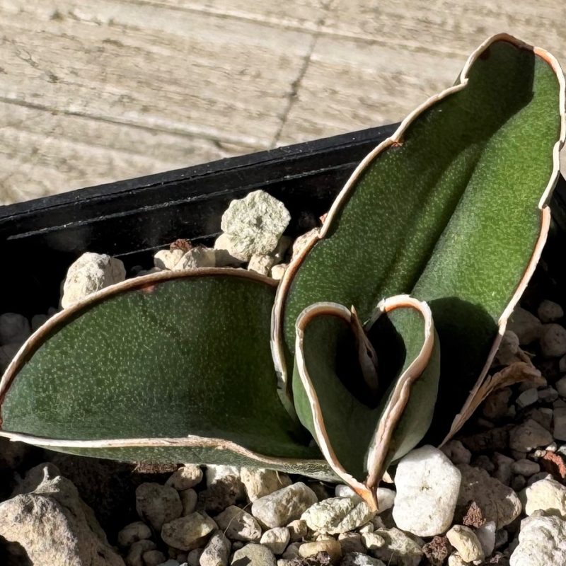 SH27245 Sansevieria ‘Samurai’