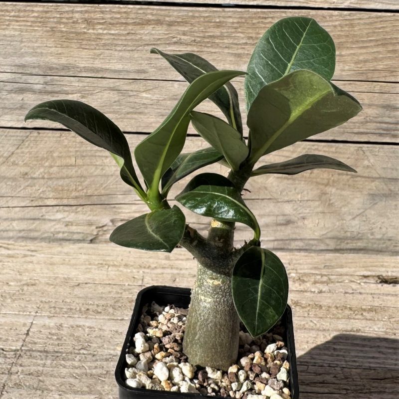 SH27275 Adenium arabicum ‘Black Body’