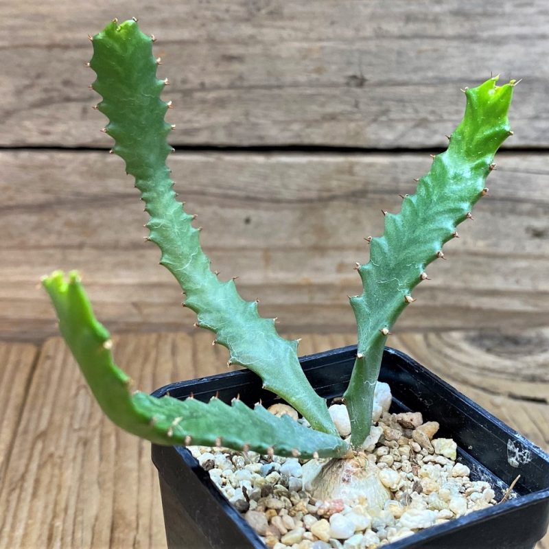 SH27276 Euphorbia stellata