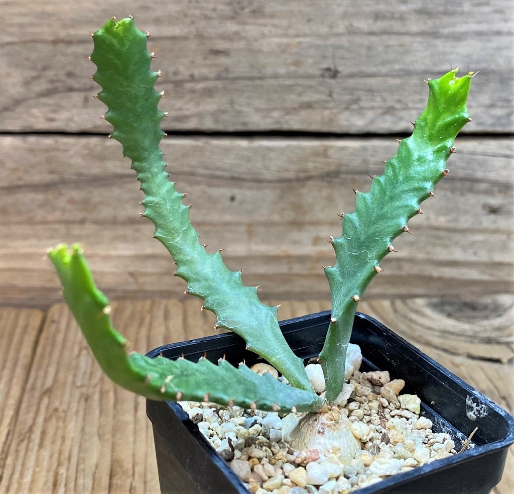 SH27276 Euphorbia stellata