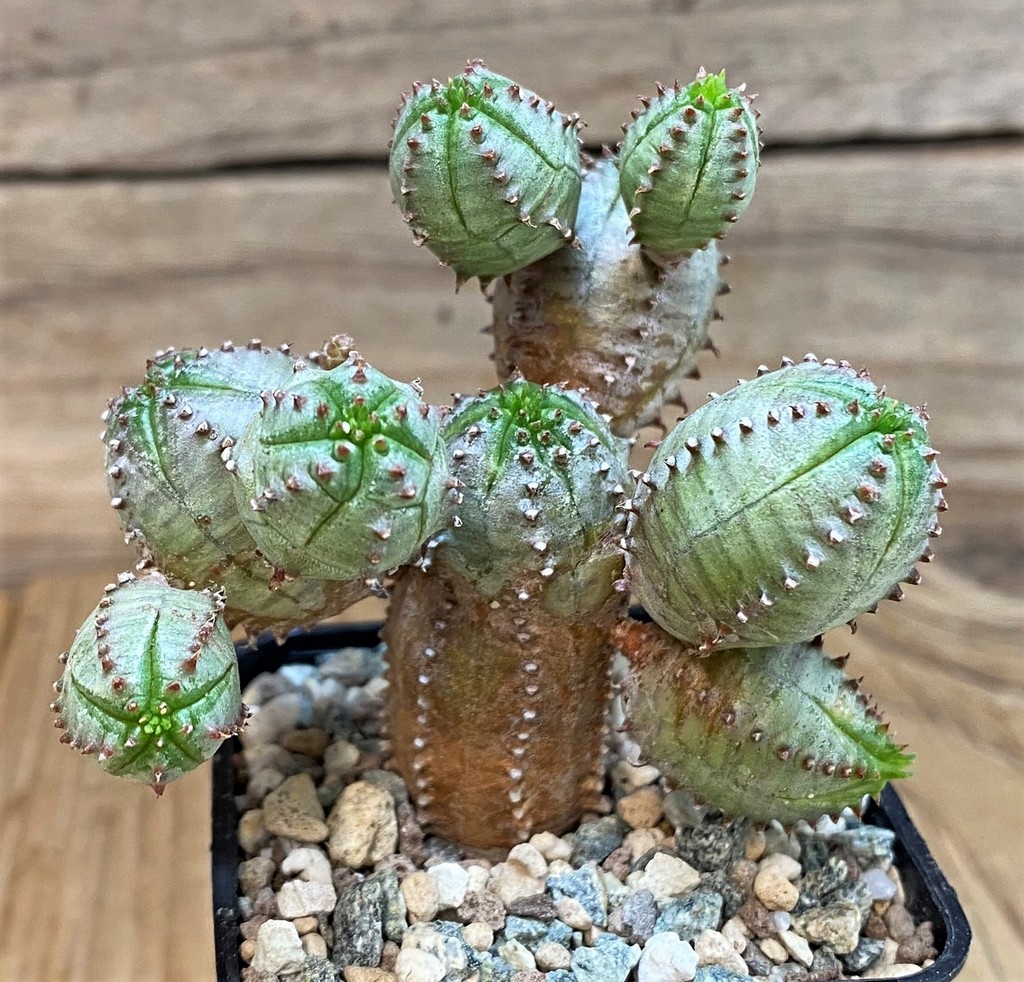 SH27277 Euphorbia obesa hybrid - Obrázek 2