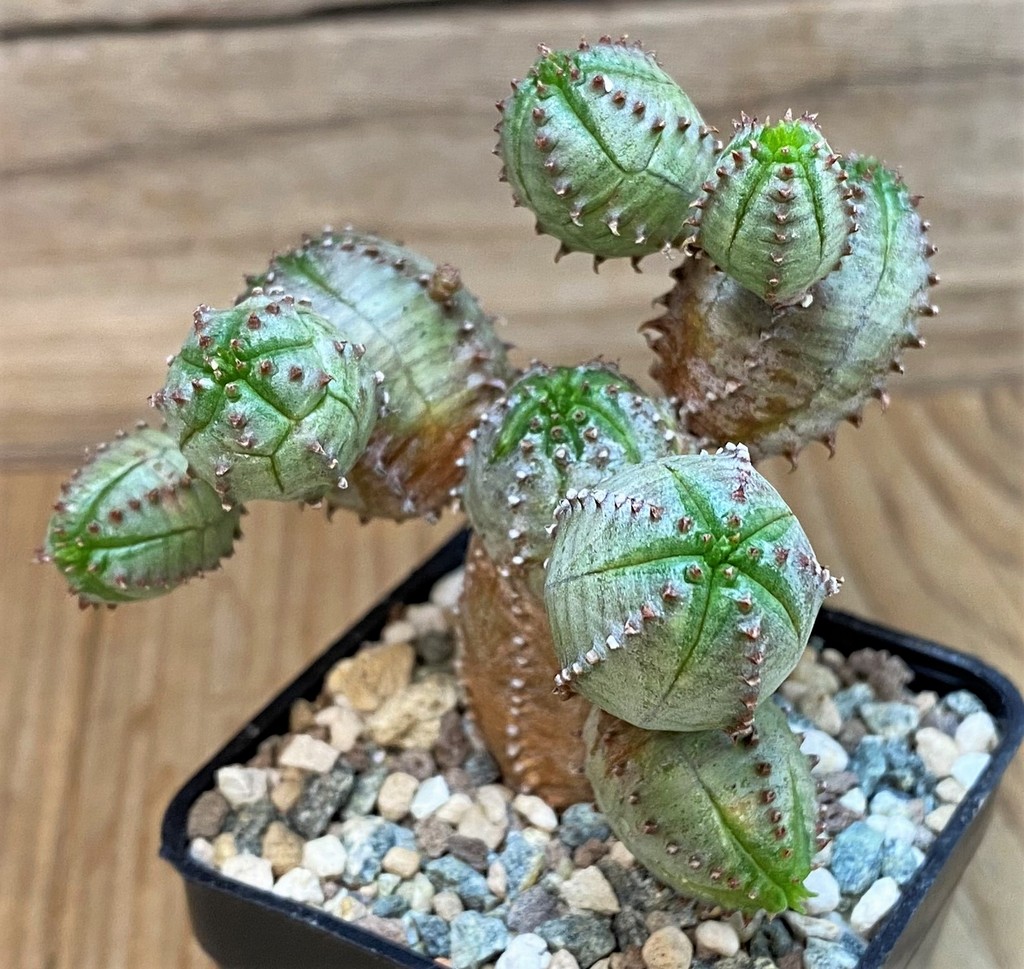 SH27277 Euphorbia obesa hybrid