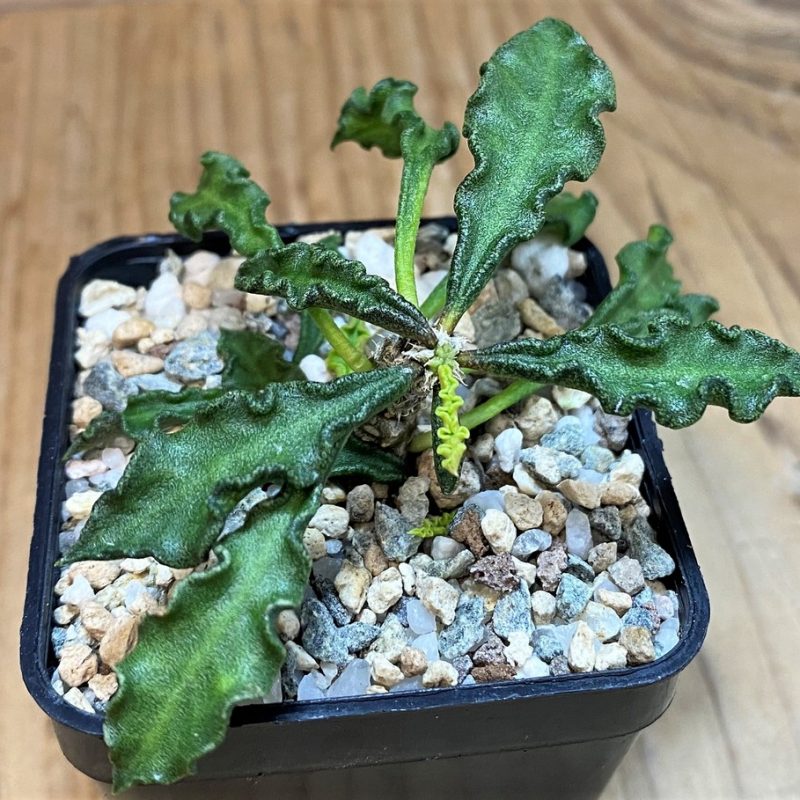 SH27278 Euphorbia decaryi v. spirosticha