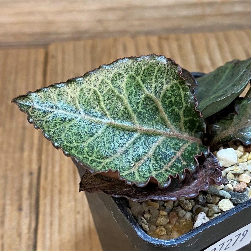 SH27279 Euphorbia francoisii hybrid