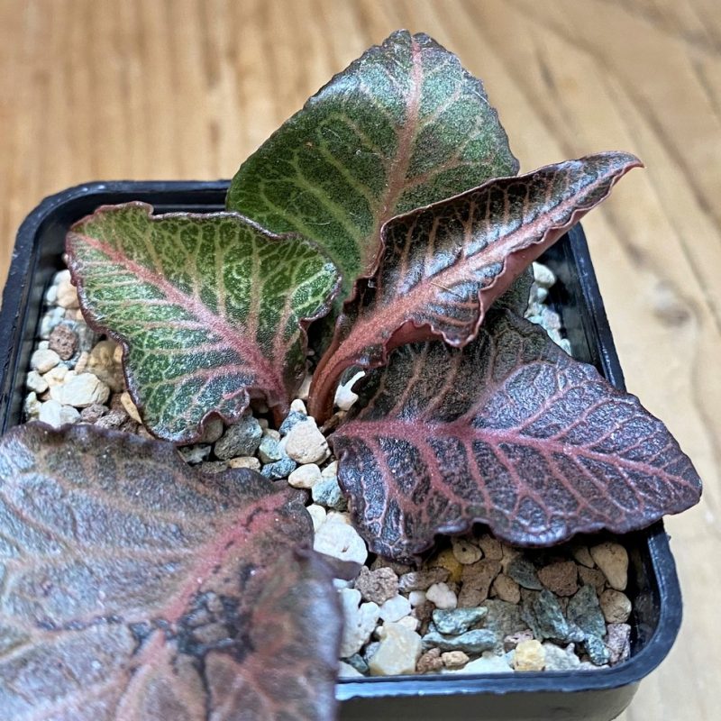 SH27280 Euphorbia francoisii hybrid