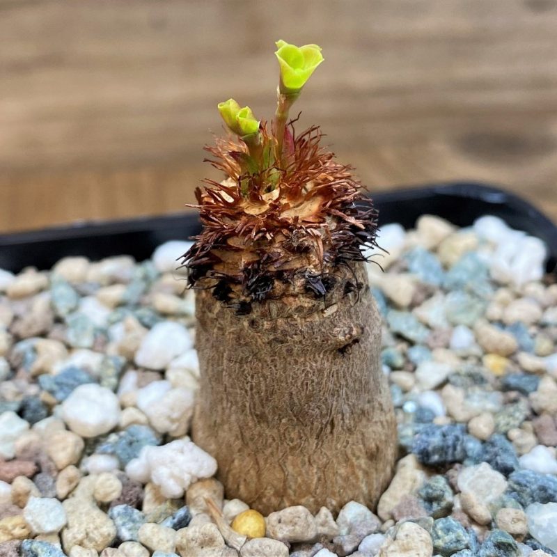 SH27281 Euphorbia ramena