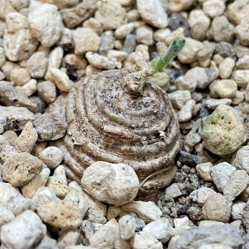 SH27282 Trochomeria polymorpha ES22332 -Zambia-