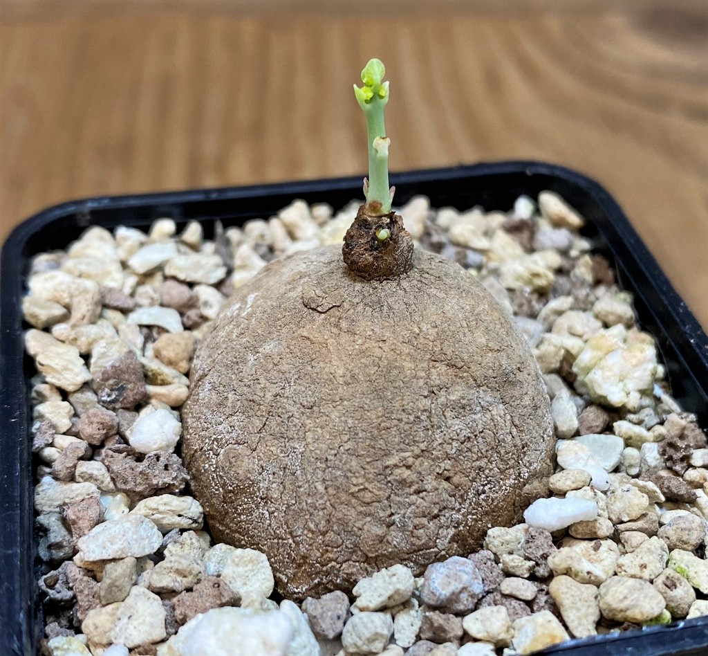 SH27283 Stephania erecta