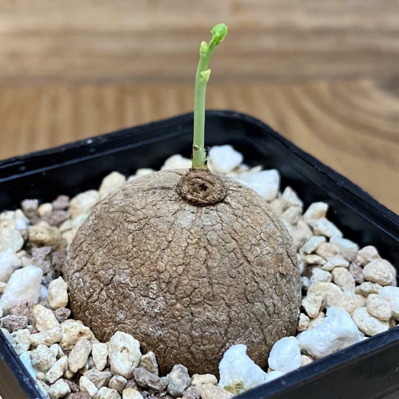 SH27284 Stephania erecta