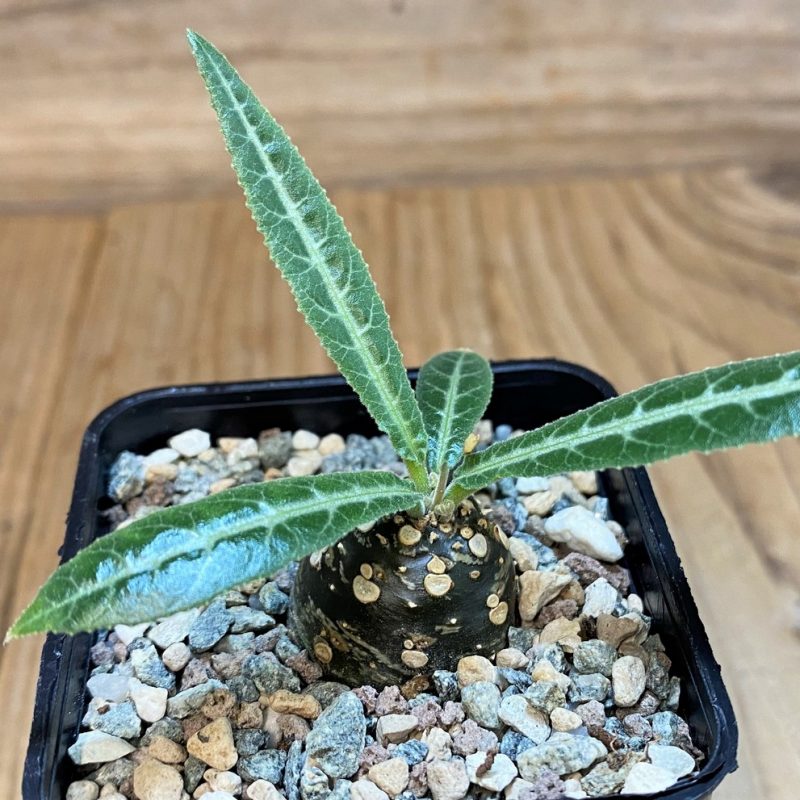 SH27285 Dorstenia lancifolia
