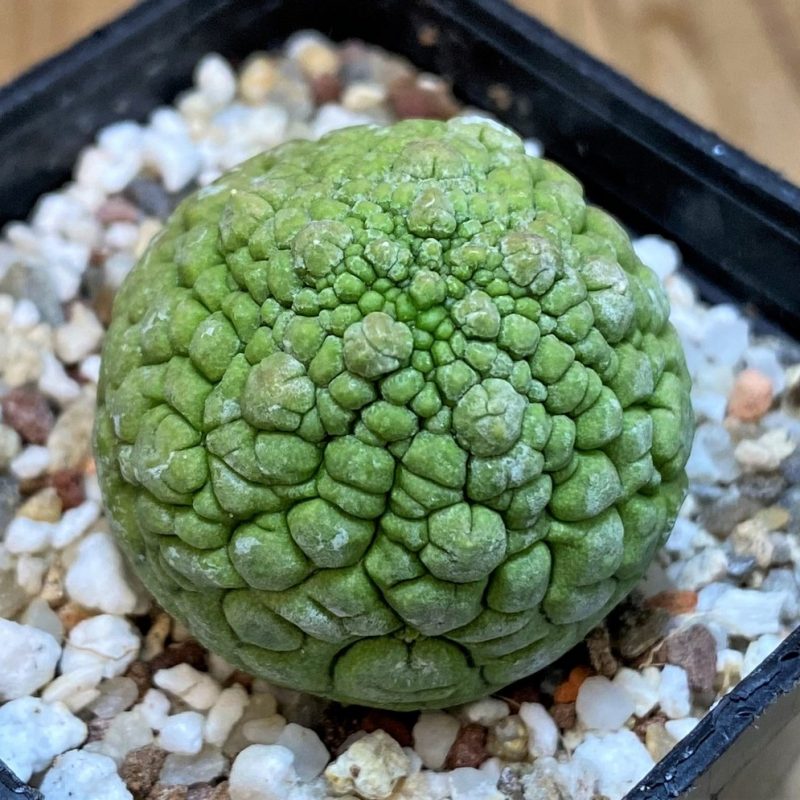 SH27286 Pseudolithos migiurtinus
