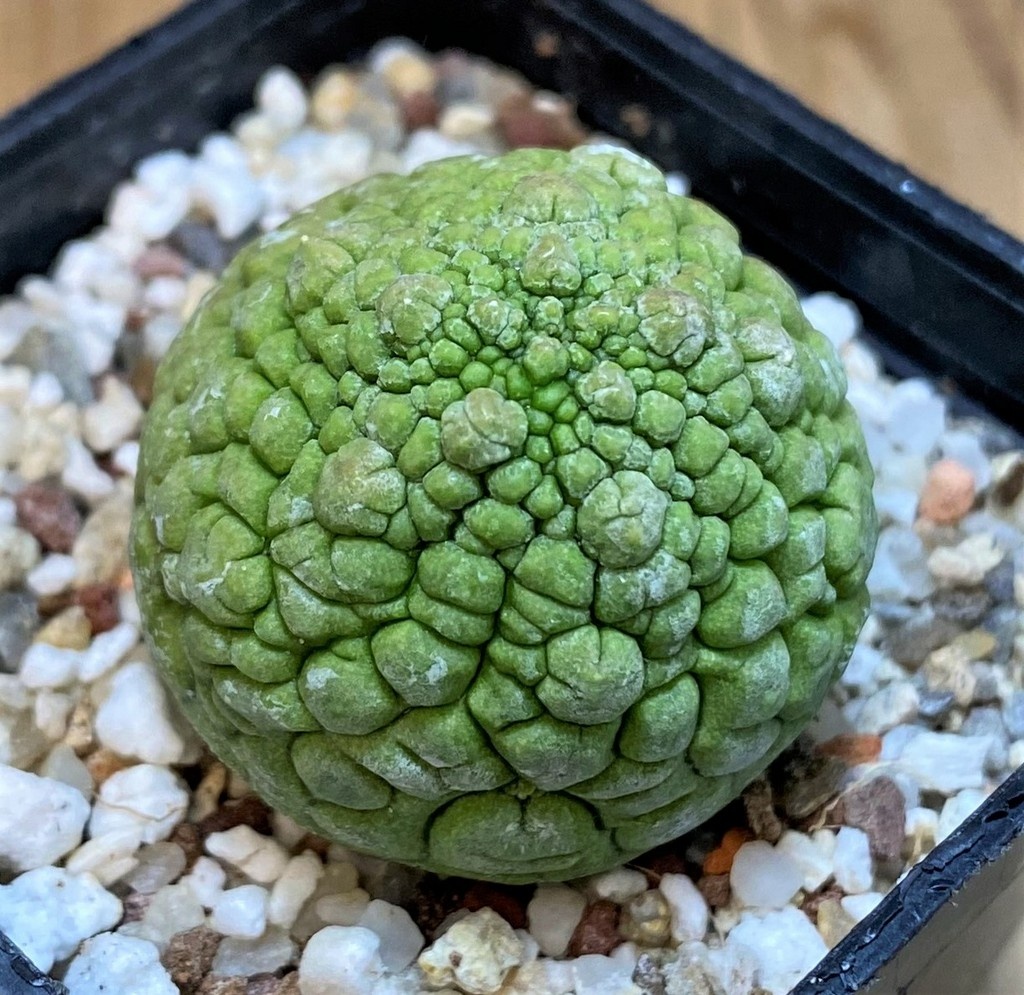 SH27286 Pseudolithos migiurtinus