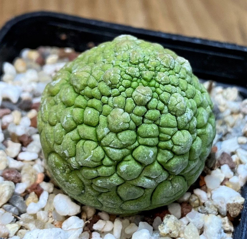 SH27286 Pseudolithos migiurtinus – Image 2