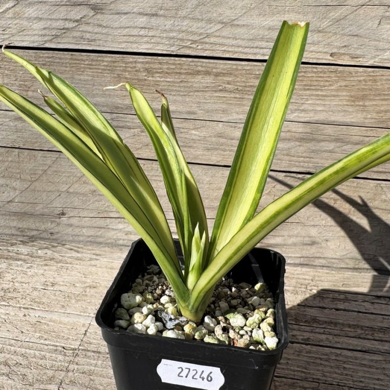 SH27246 Sansevieria 'Parpalancet'