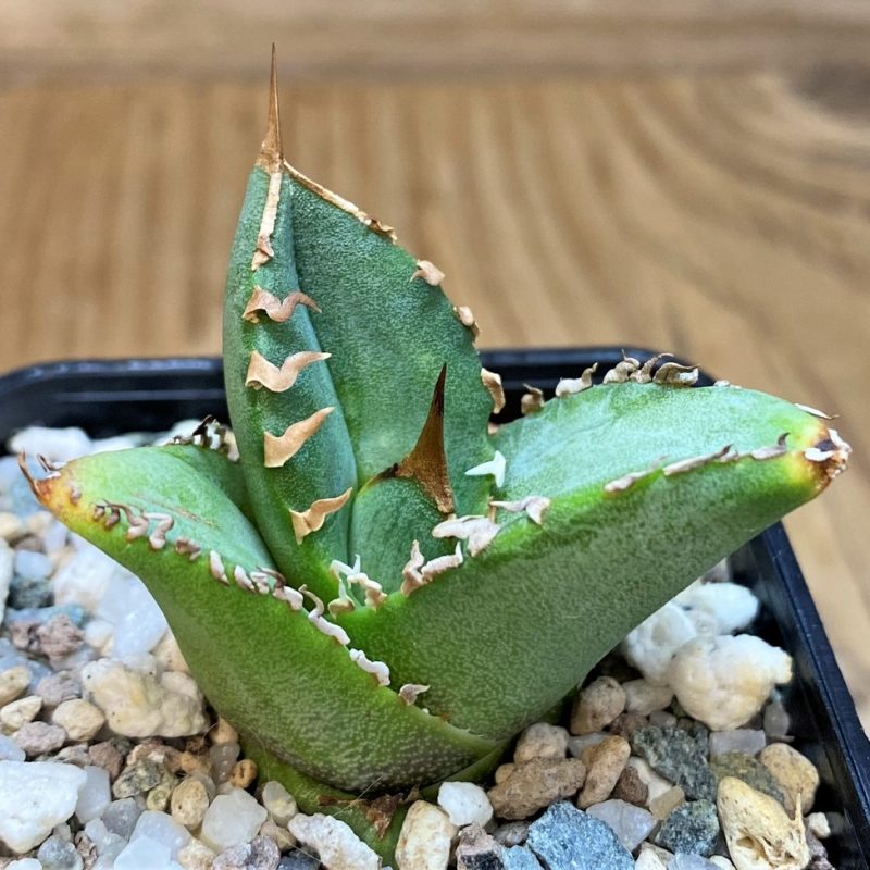 SH27287 Agave titanota ‘Sierra Extra White'