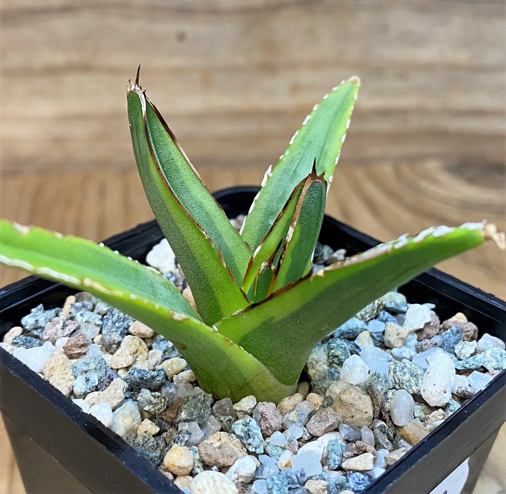SH27288 Agave victoriae-reginae f. variegata
