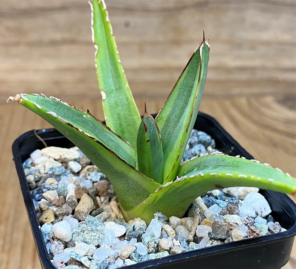 SH27288 Agave victoriae-reginae f. variegata - Зображення 2