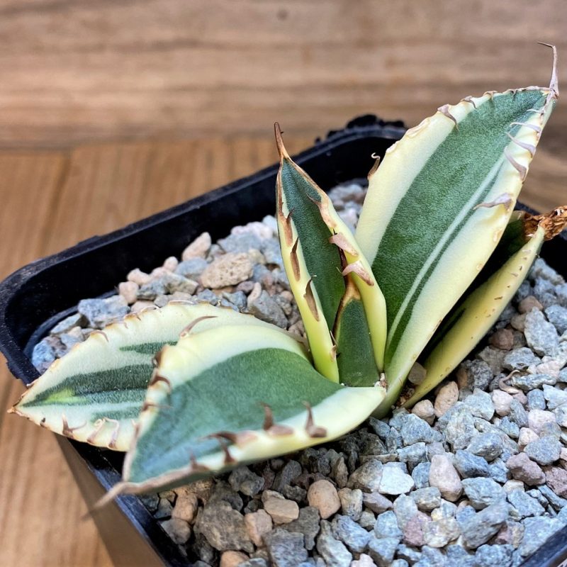 SH27289 Agave titanota ‘Snaggle Tooth’ f. variegata