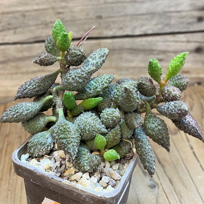 SH27290 Adromischus marianiae f. herrei