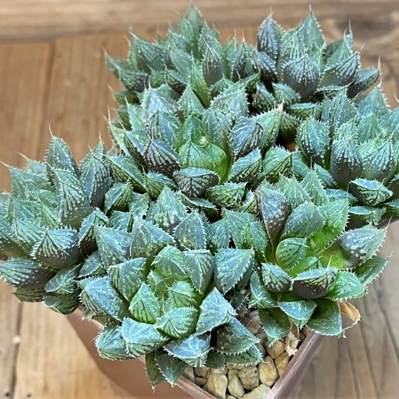 SH27319 Haworthia 'Mirror Ball'