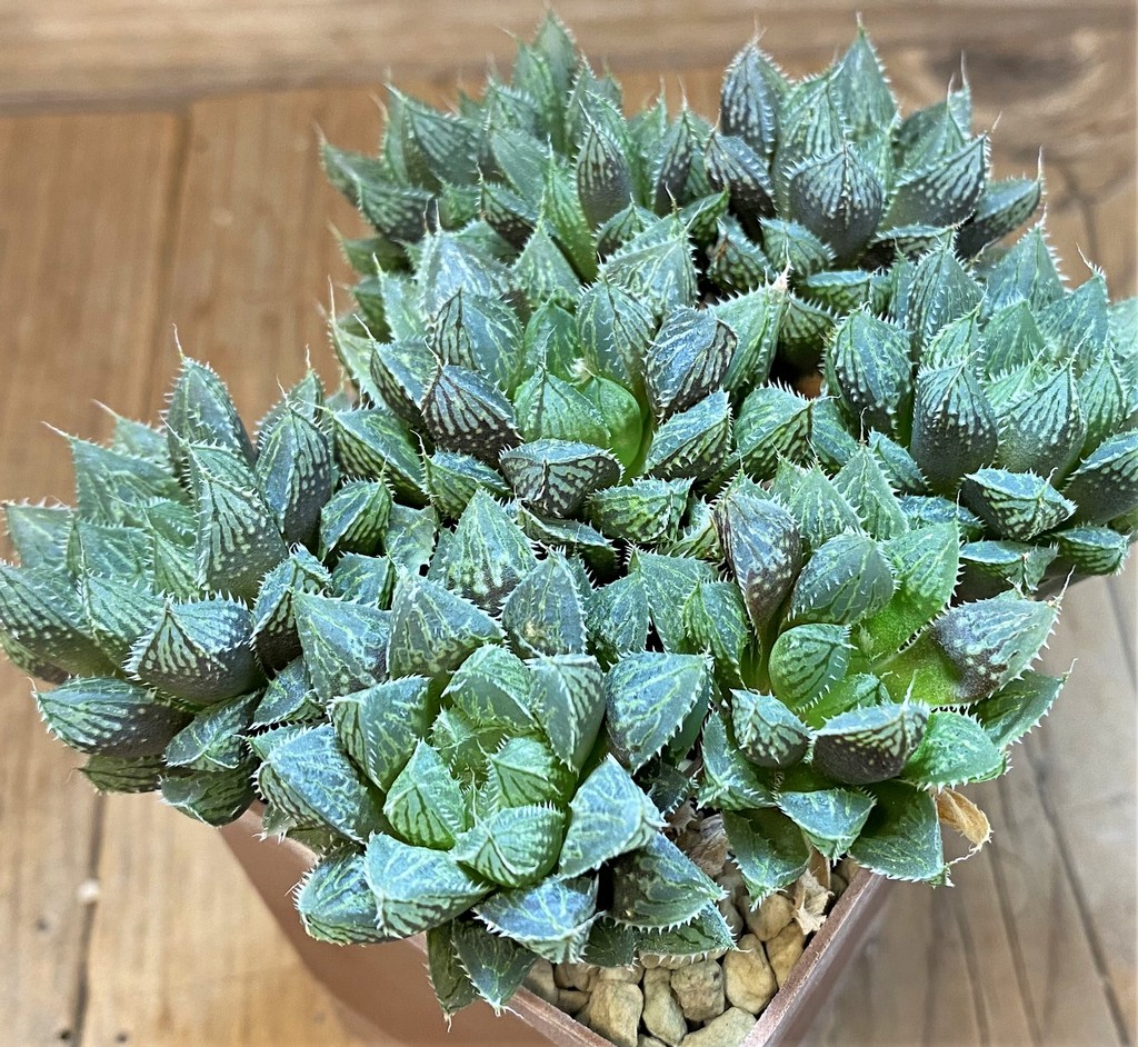SH27319 Haworthia 'Mirror Ball'