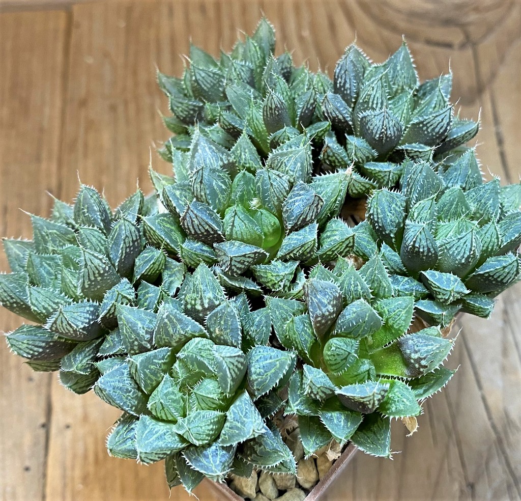 SH27319 Haworthia 'Mirror Ball' - Image 2