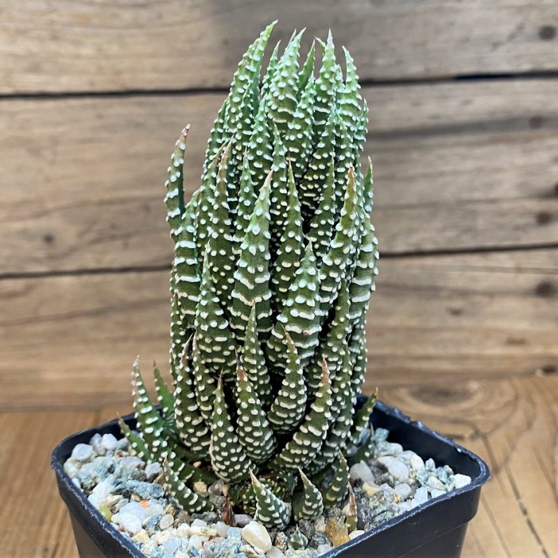SH27320 Haworthia reinwardtii