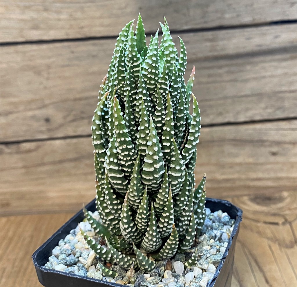 SH27320 Haworthia reinwardtii - Image 2